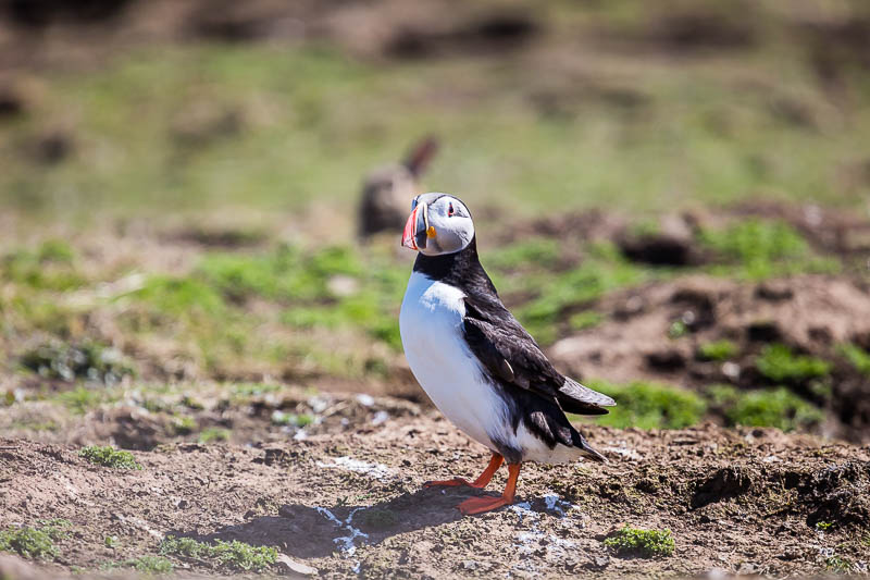 Puffins at The Wick 1