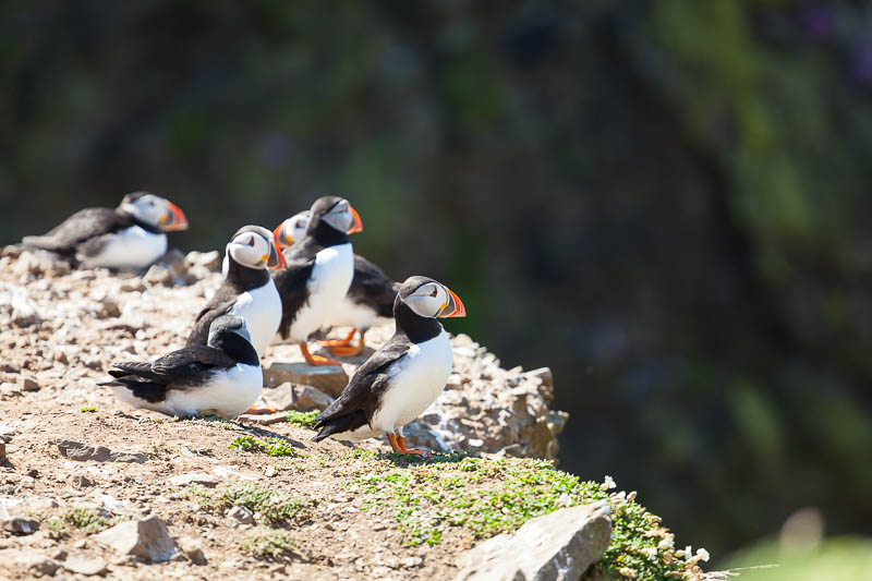 Puffins at The Wick 13