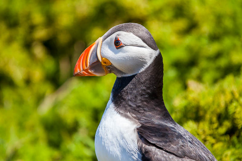 Puffins at The Wick 17