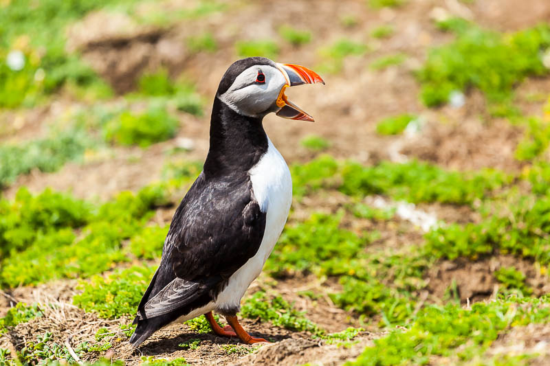 Puffins at The Wick 19