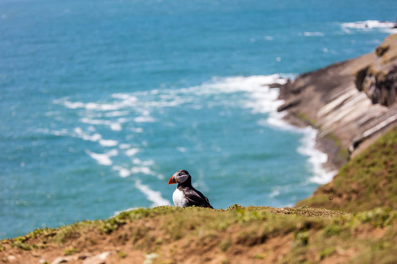 Puffins at The Wick 3