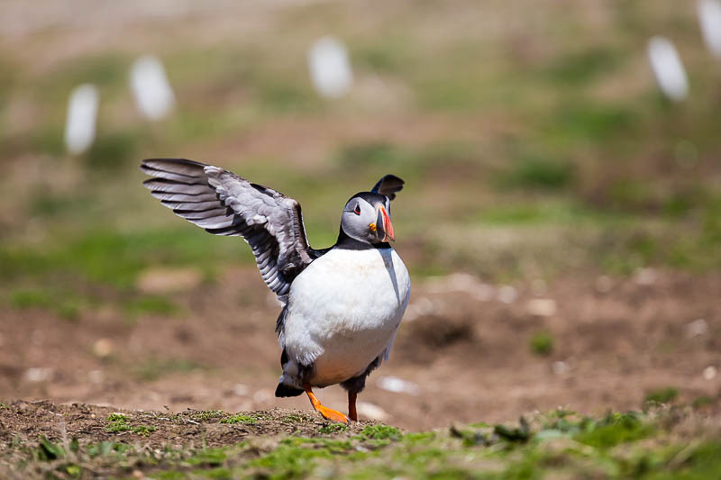 Puffins at The Wick 4