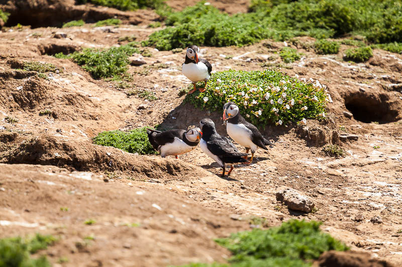 Puffins at The Wick 7