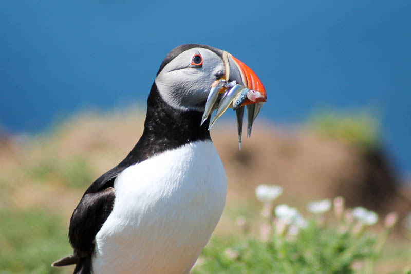 Puffins with Sandeels 3