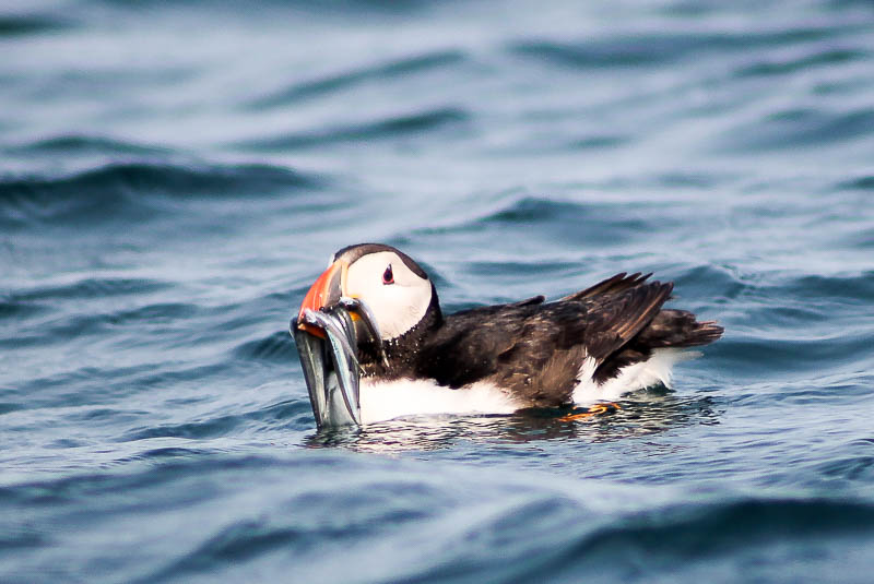 Puffins with Sandeels 9