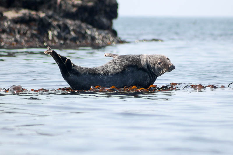 Seals North Haven 4