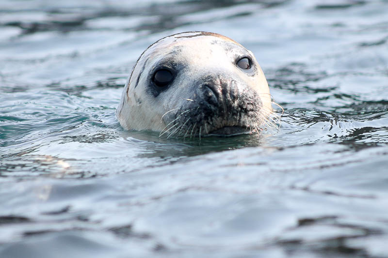 Seals North Haven 8