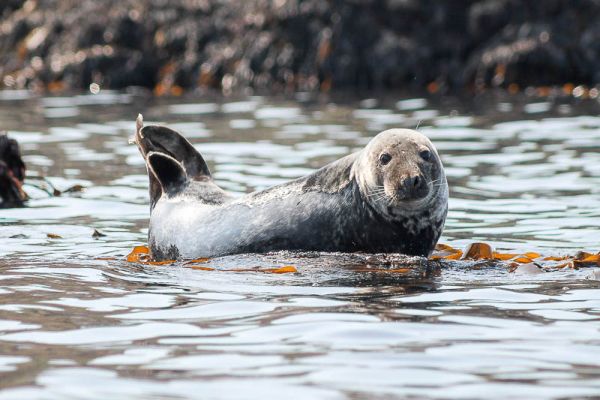 Seals North Haven