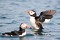 Puffins with Sandeels 16
