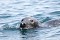 Seals North Haven 7
