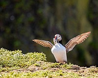 Puffins with Sandeels